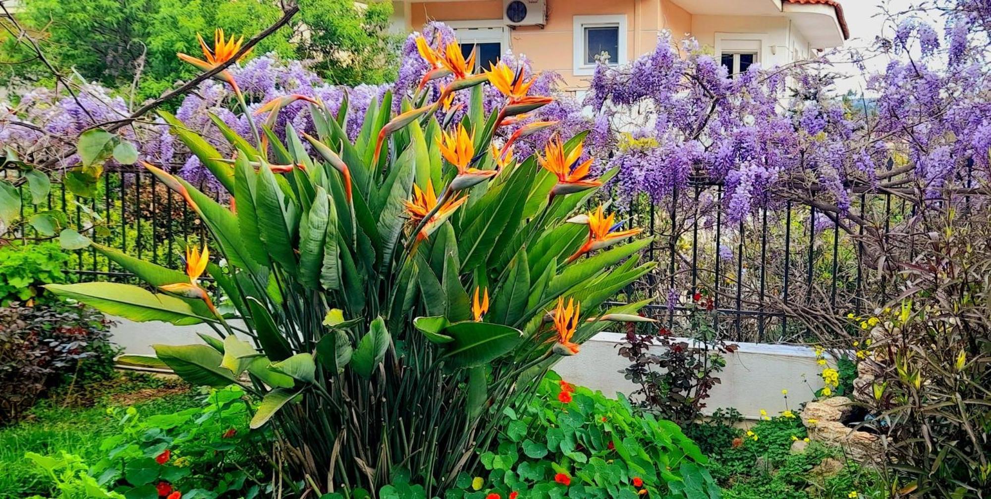Apartment 4 Seasons Paradise Near Athens Airport 2