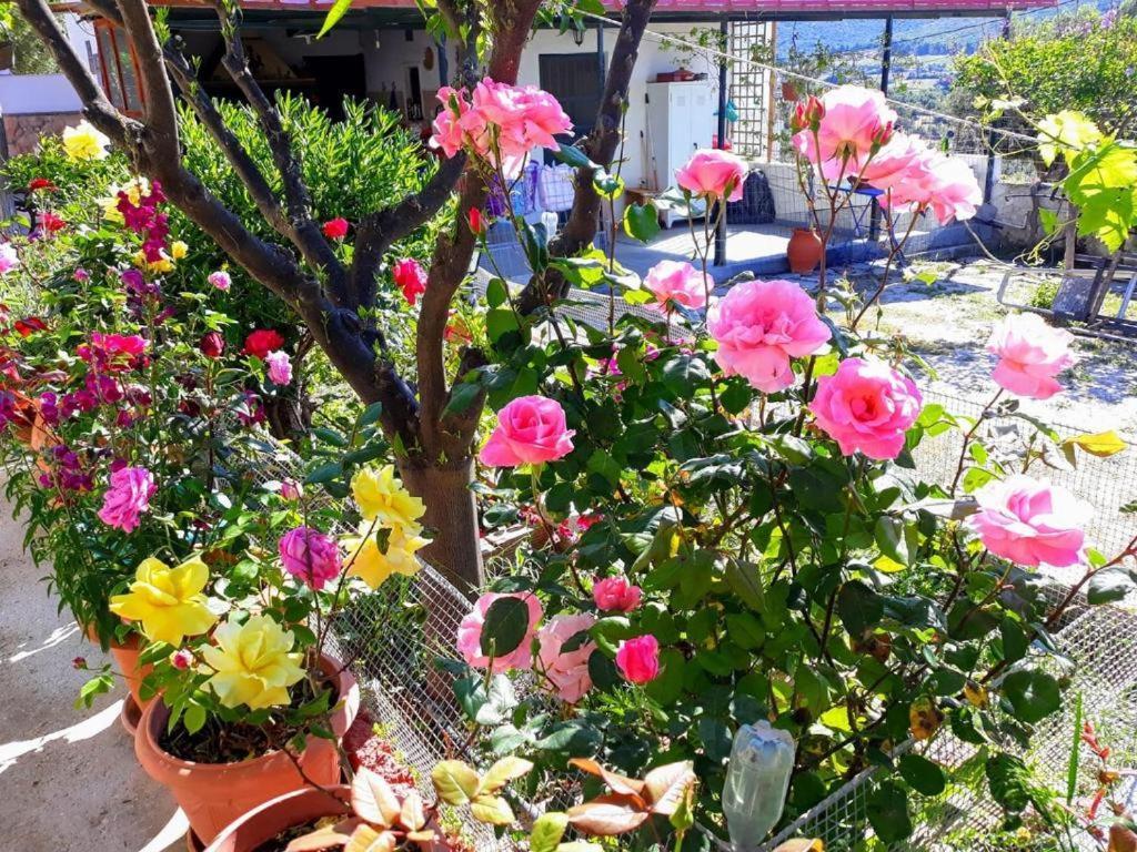 4 Seasons Paradise Near Athens Airport 2 Apartment Markopoulo Mesogaias